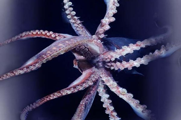 Kraken at сайт